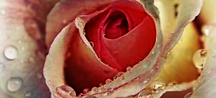 Slávnosť ruží 2016 v Dolnej Krupej